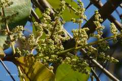 Buchanania cochinchinensis